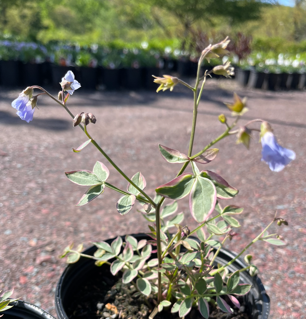 Stairway to Heaven Jacob's Ladder | Polemonium