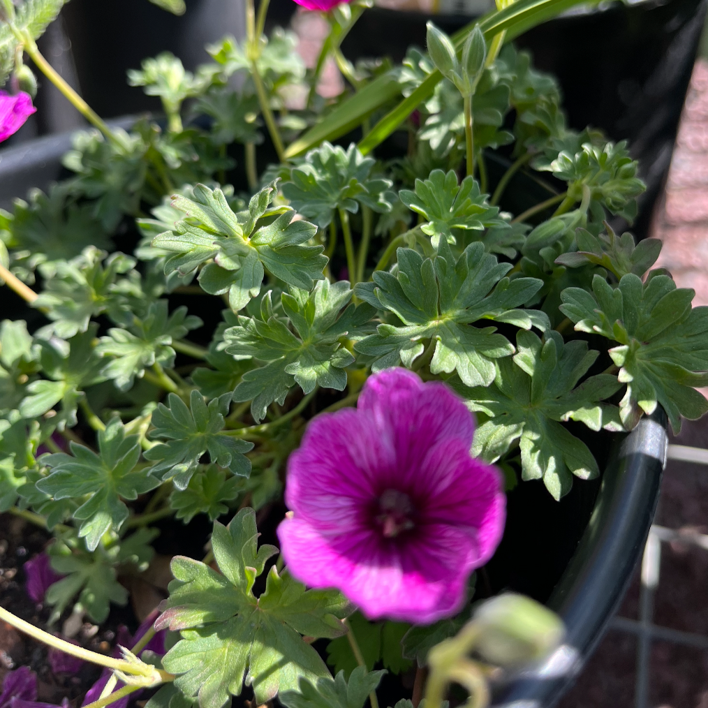 Thumping Heart Dwarf Crane's Bill | Geranium cinereum