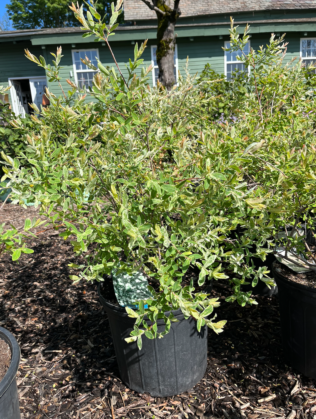 Hakuro Nishiki Willow Shrub | Salix integra