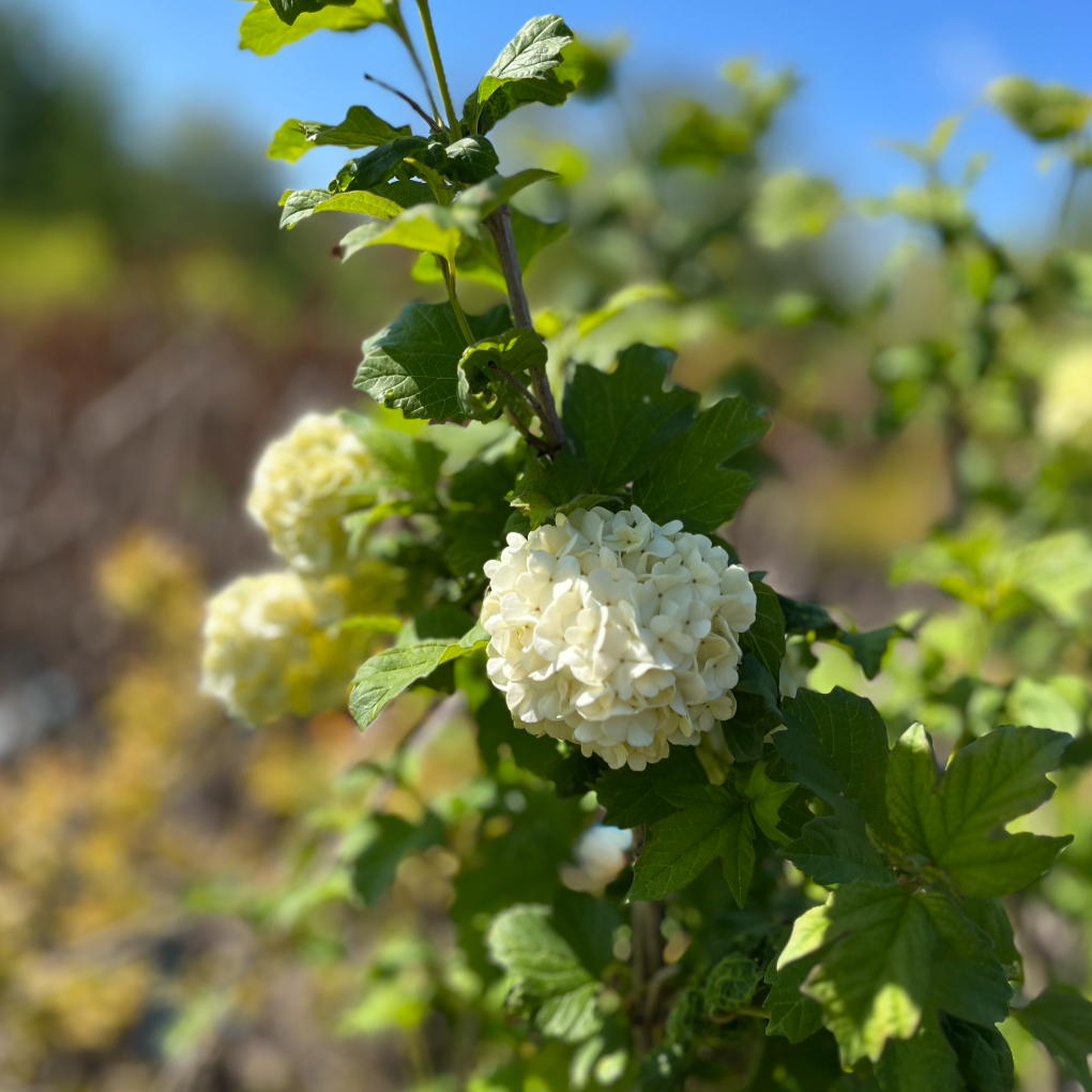 Common Snowball Viburnum - Tree Form | Viburnum opulus 'Roseum'