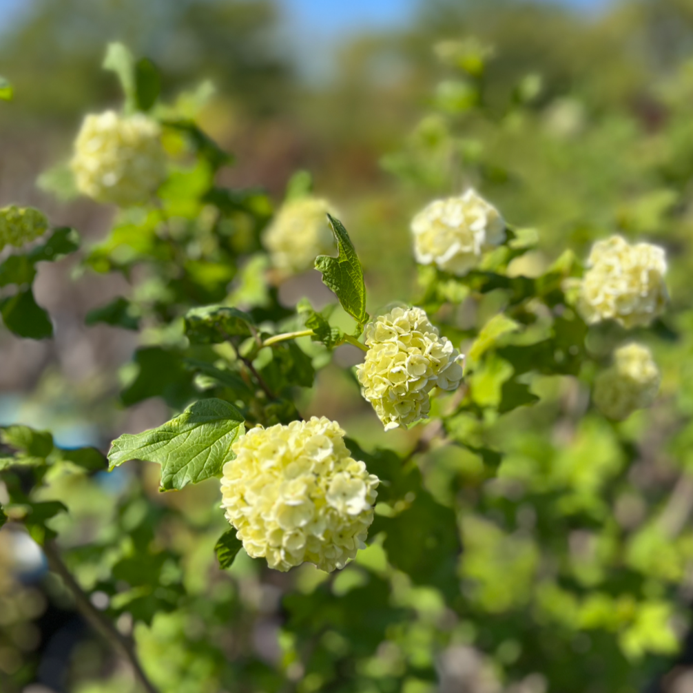 Common Snowball Viburnum - Tree Form | Viburnum opulus 'Roseum'