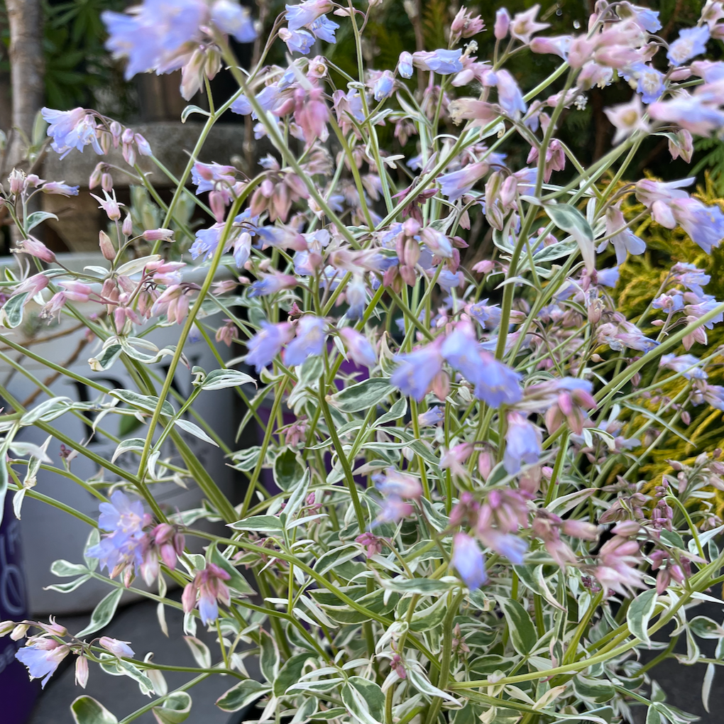 Touch of Class Creeping Jacob's Ladder | Polemonium reptans