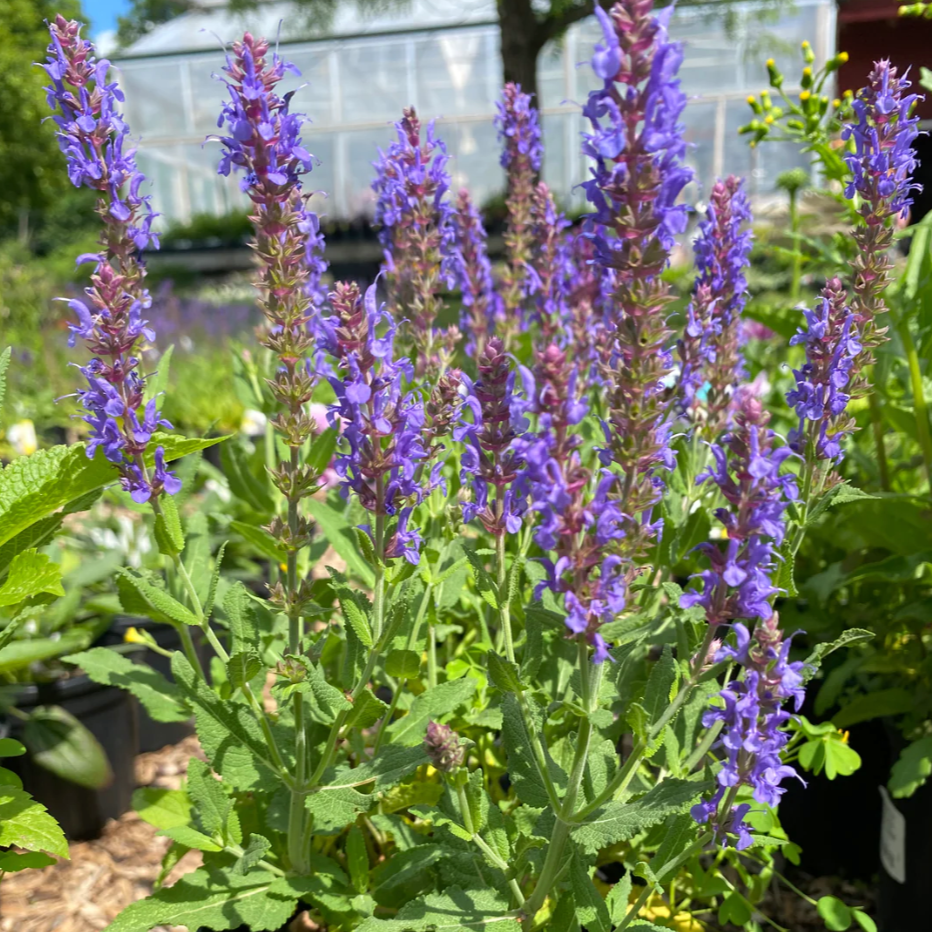 Blue Hill Salvia | Salvia sylvestris