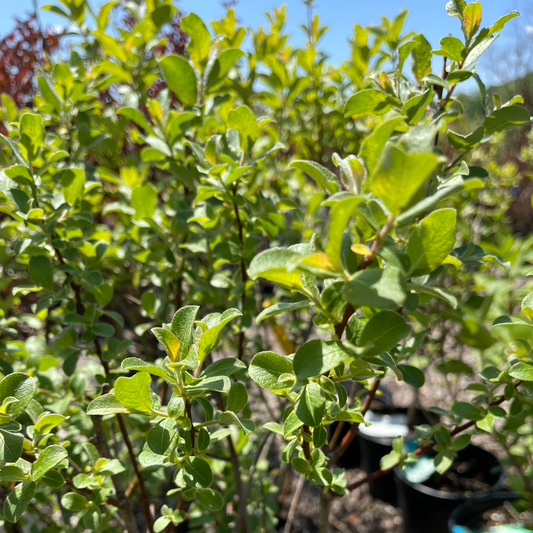 Pink Pussy Willow | Salix