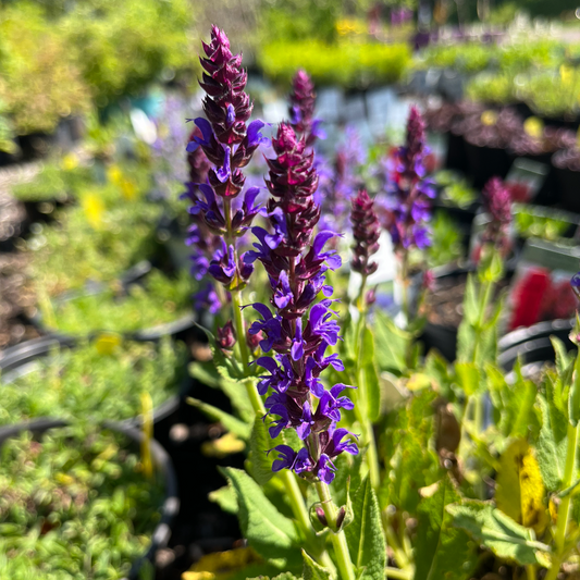 Violet Riot Garden Sage | Salvia nemerosa