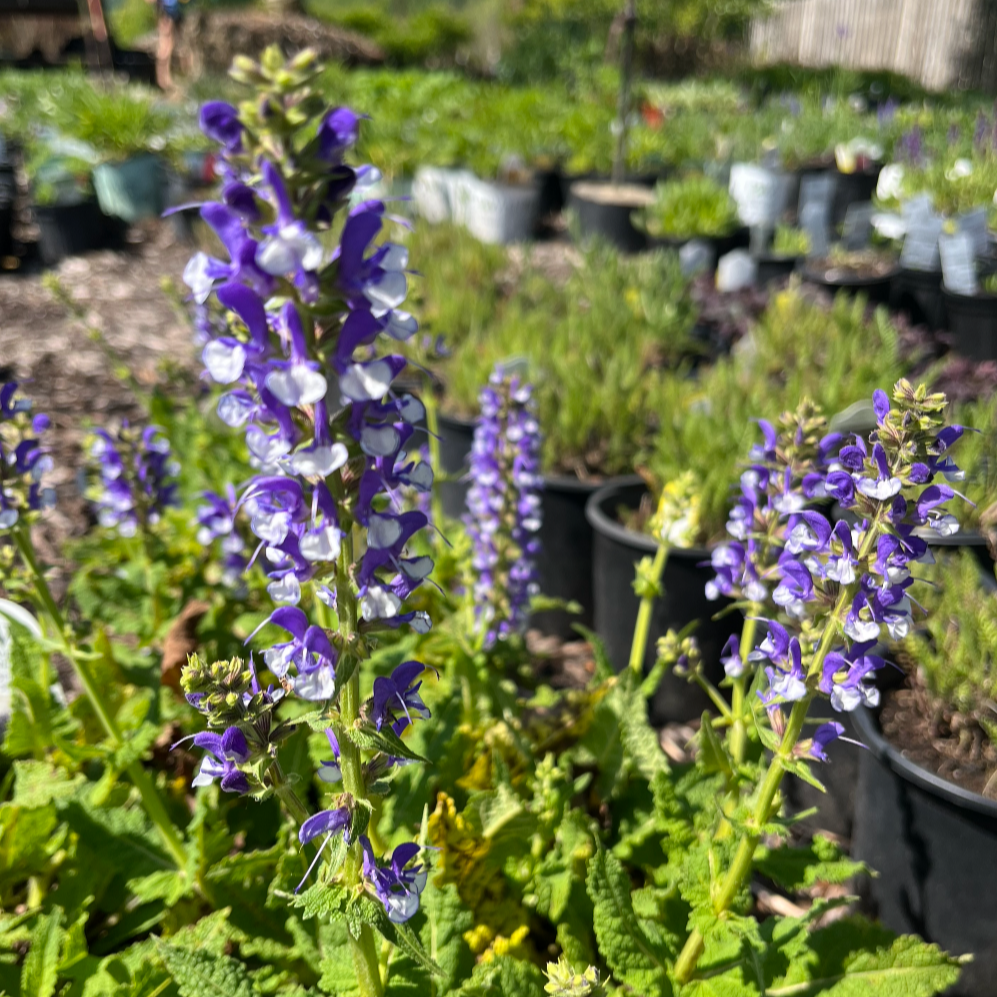 Azure Snow Garden Sage | Perennial Salvia