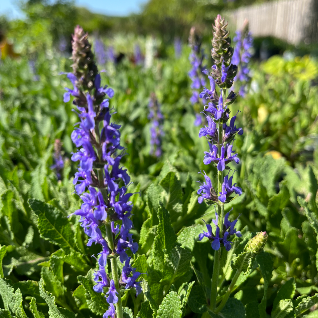 Blue Hill Salvia | Salvia sylvestris