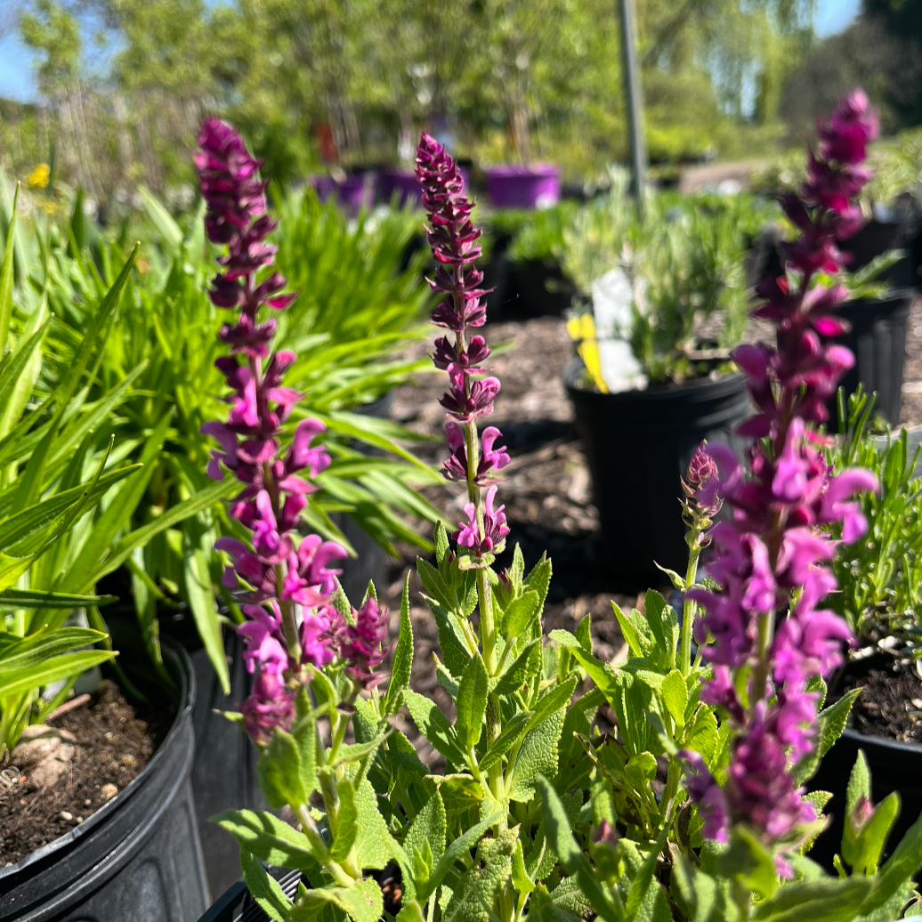 Apex Pink Meadow Sage | Salvia nemorosa