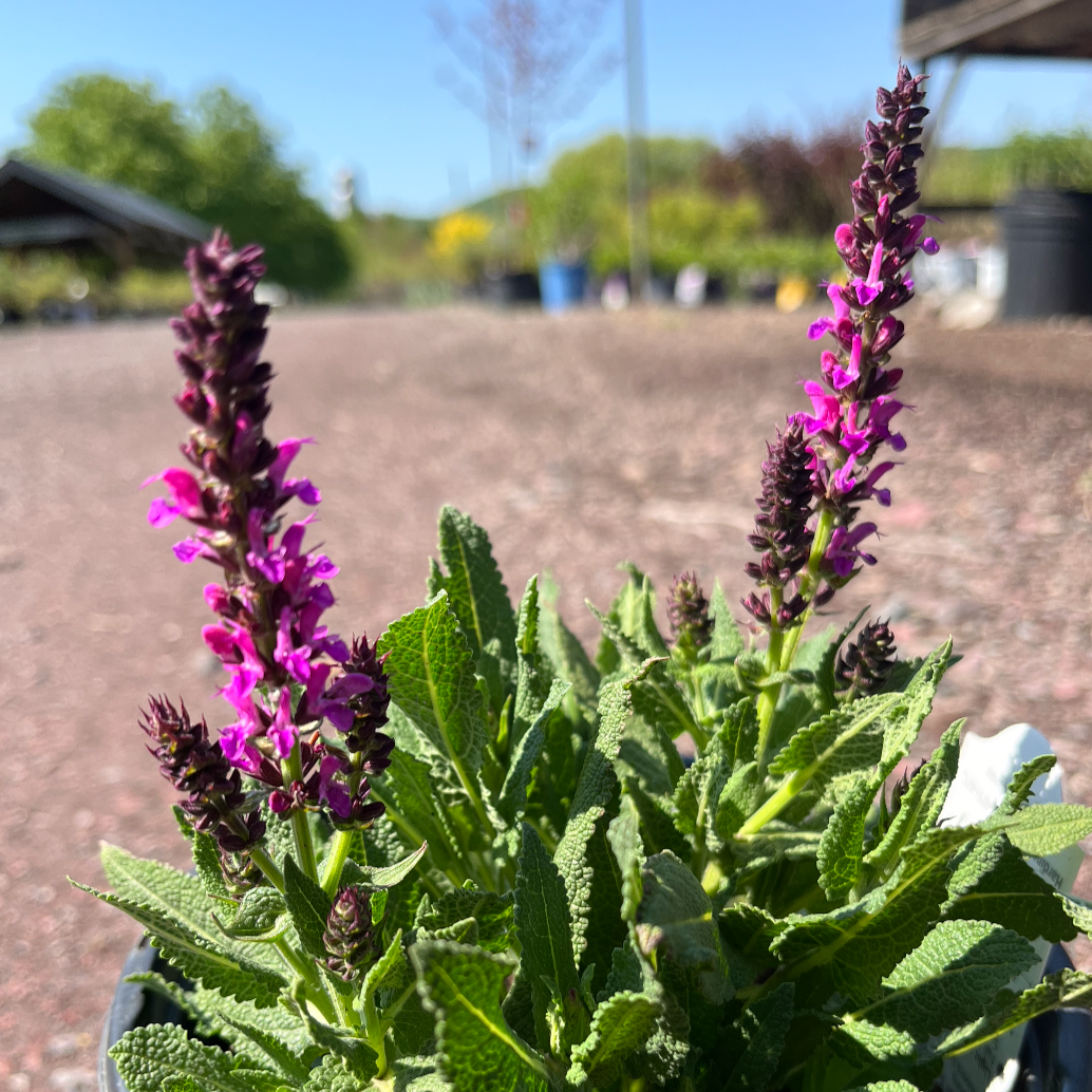 Apex Pink Meadow Sage | Salvia nemorosa