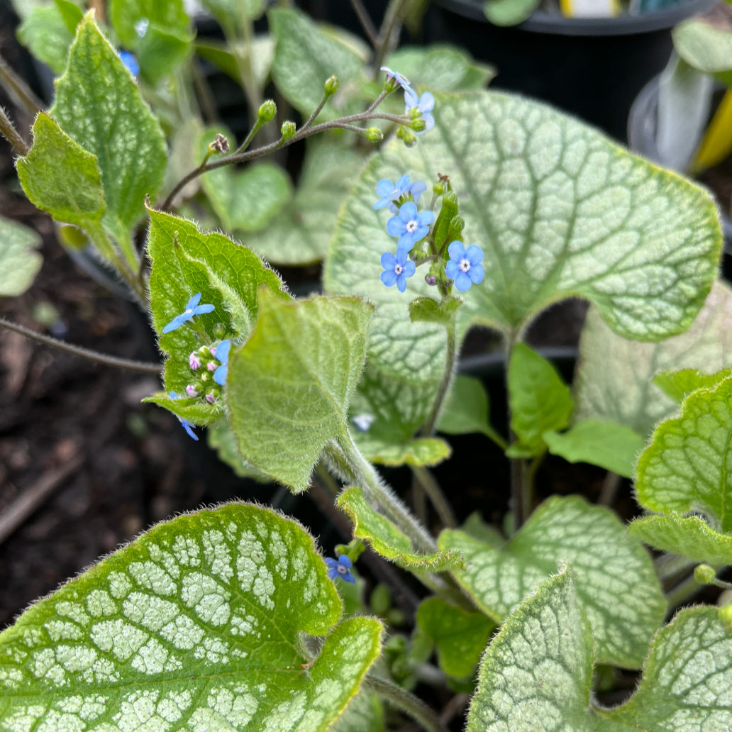 Jack Frost Brunnera