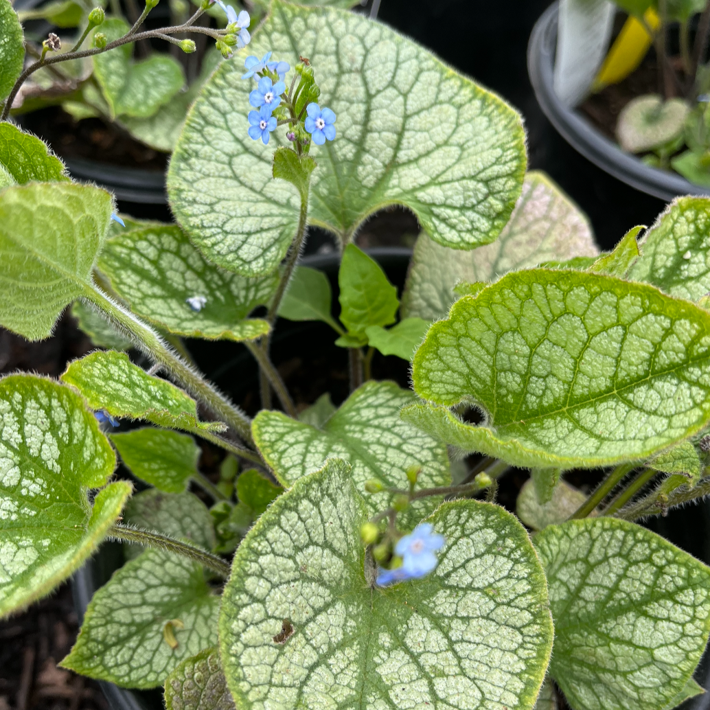 Jack Frost Brunnera