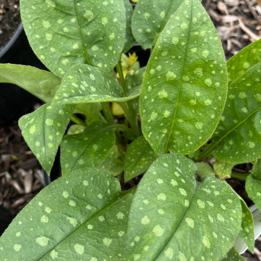 Mrs. Moon Lungwort | Pulmonaria saccharata