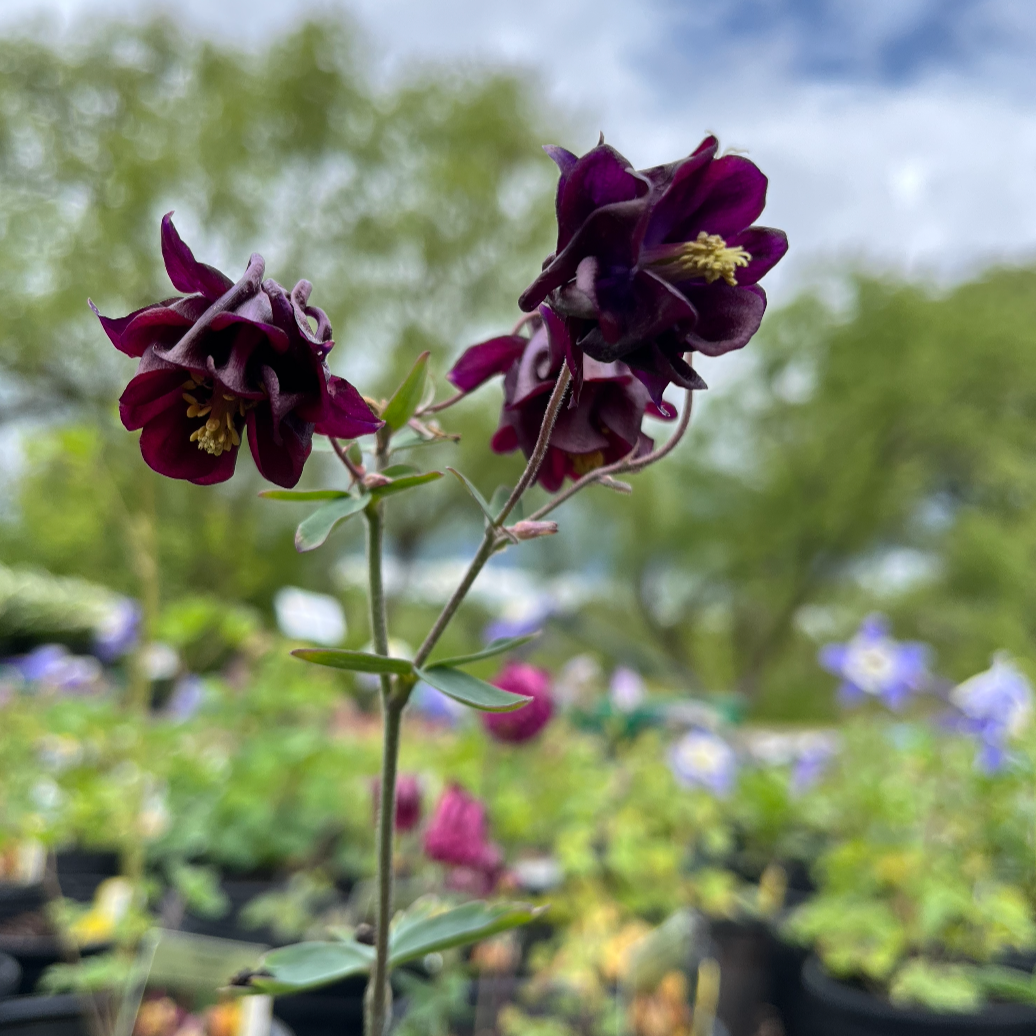 McKana Hybrids Mixture Columbine | Aquilegia