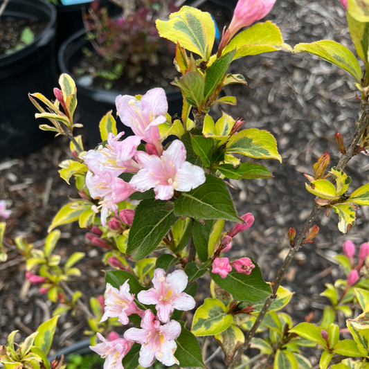 Rainbow Sensation Weigela | Weigela florida