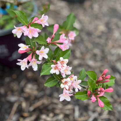 Rainbow Sensation Weigela | Weigela florida