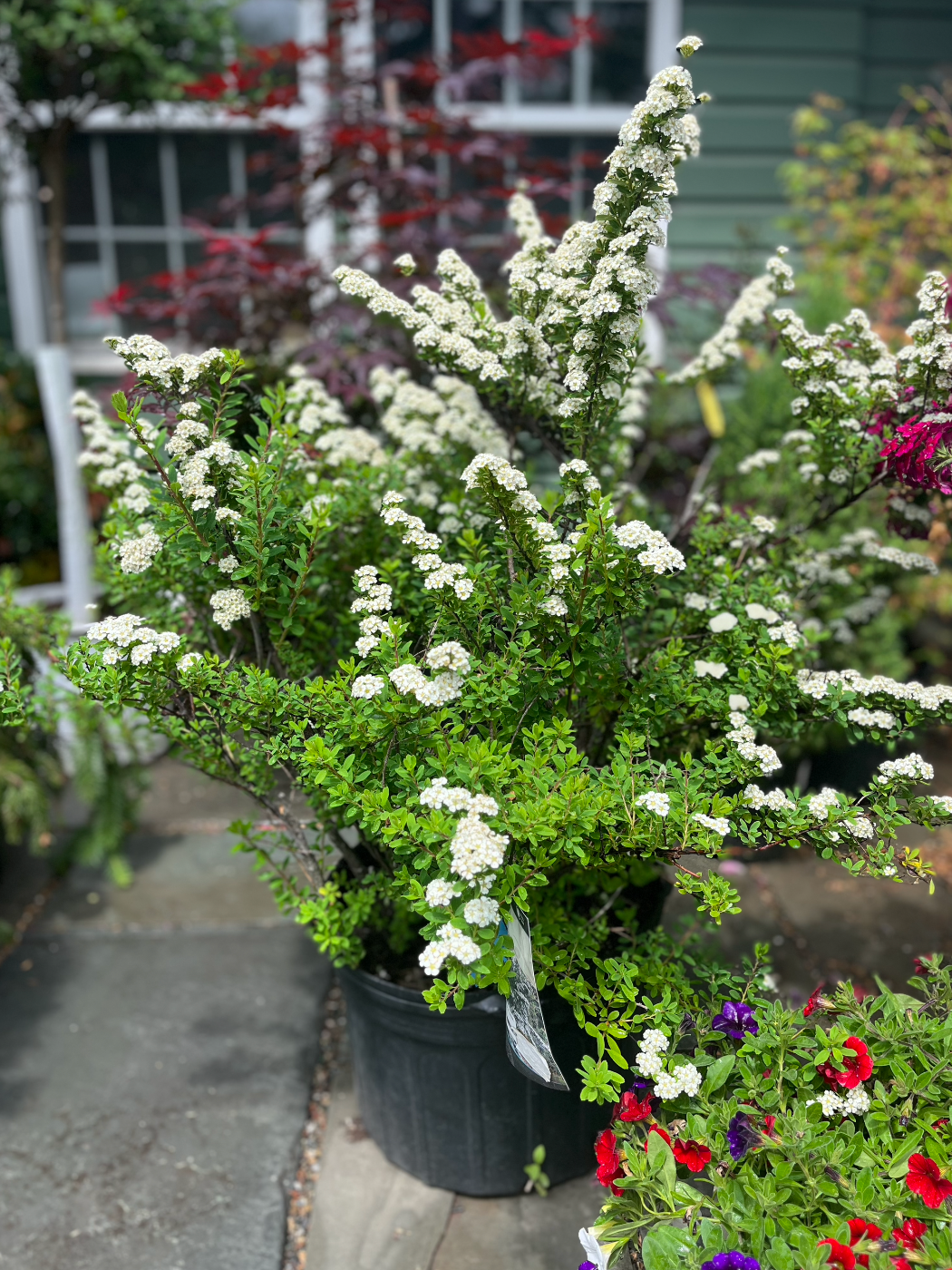 Snowmound Spirea | Spirea nipponica