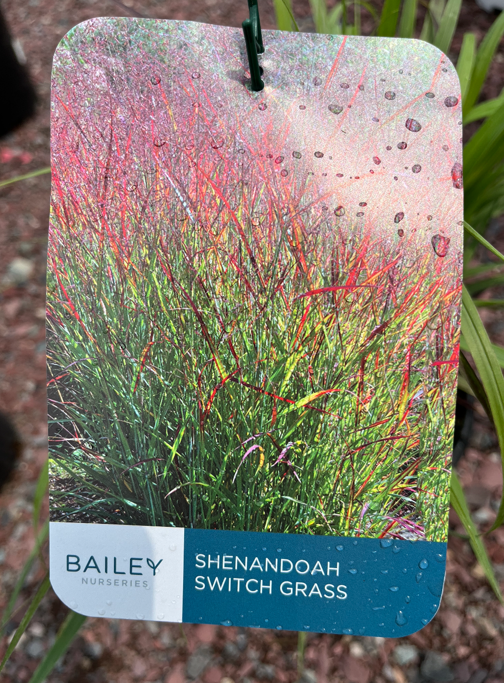 Shenandoah Red Switchgrass | Panicum virgatum