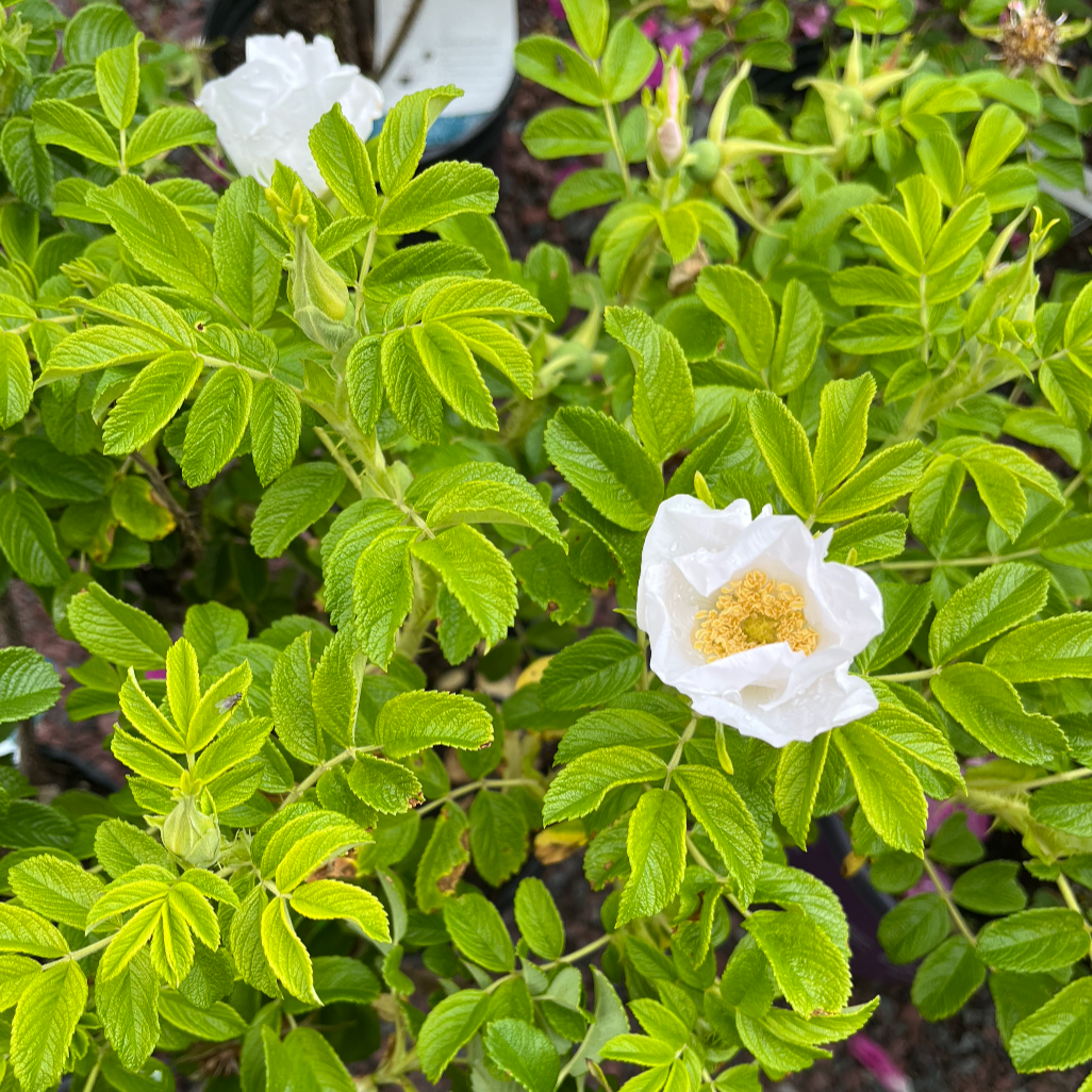 White Rugosa Rose | Rosa rugosa