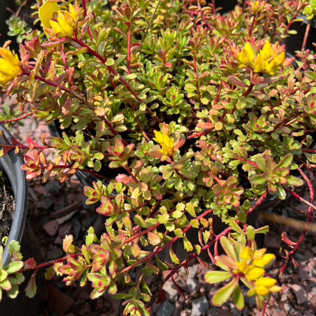 Kamtschaticum Gold Stonecrop | Sedum Groundcover