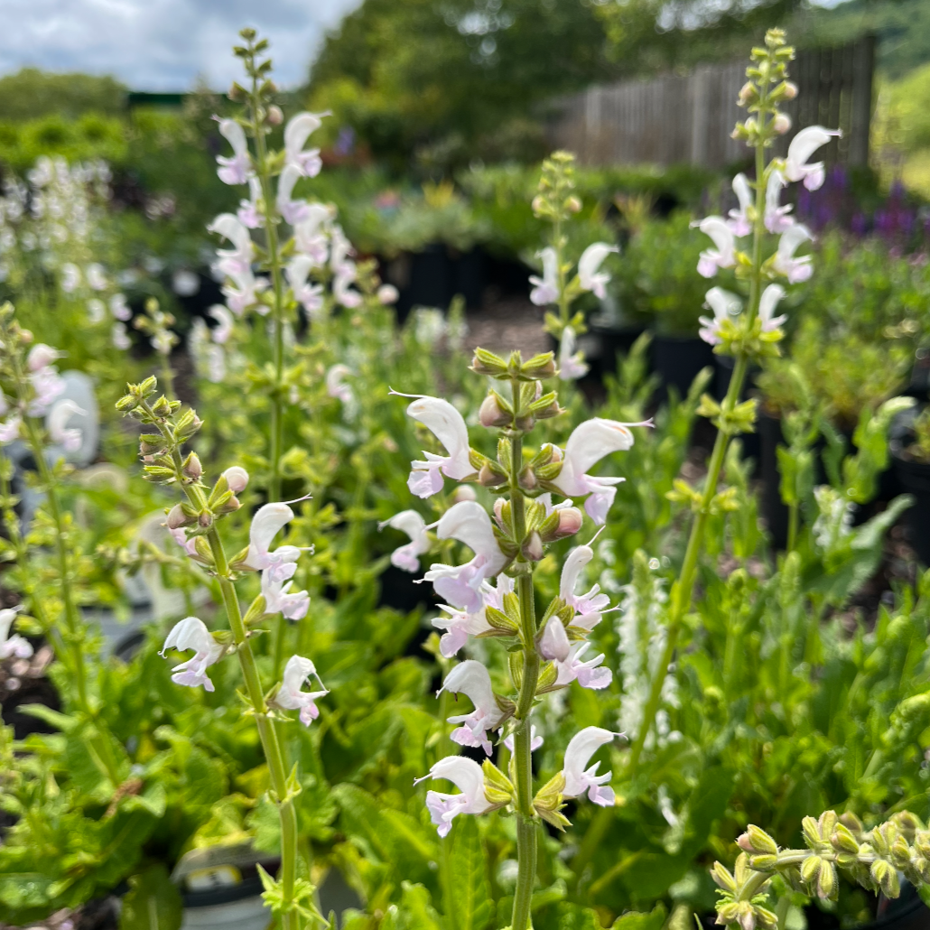 Snow Kiss Garden Sage | Perennial Salvia