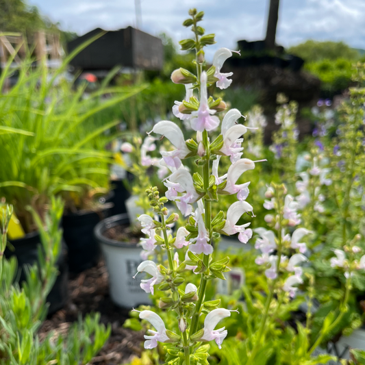 Snow Kiss Garden Sage | Perennial Salvia