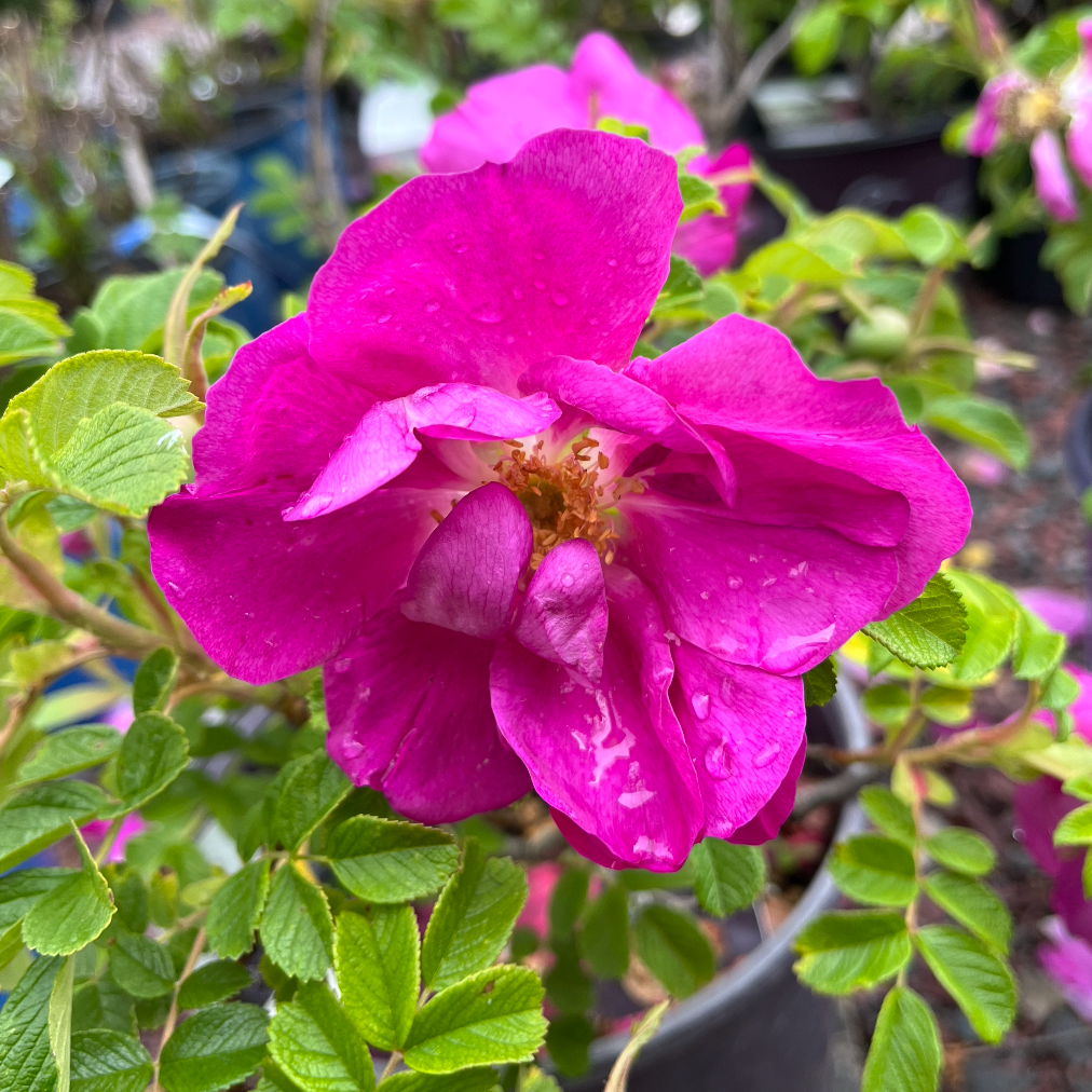 Lotty's Love Rose | Rosa rugosa