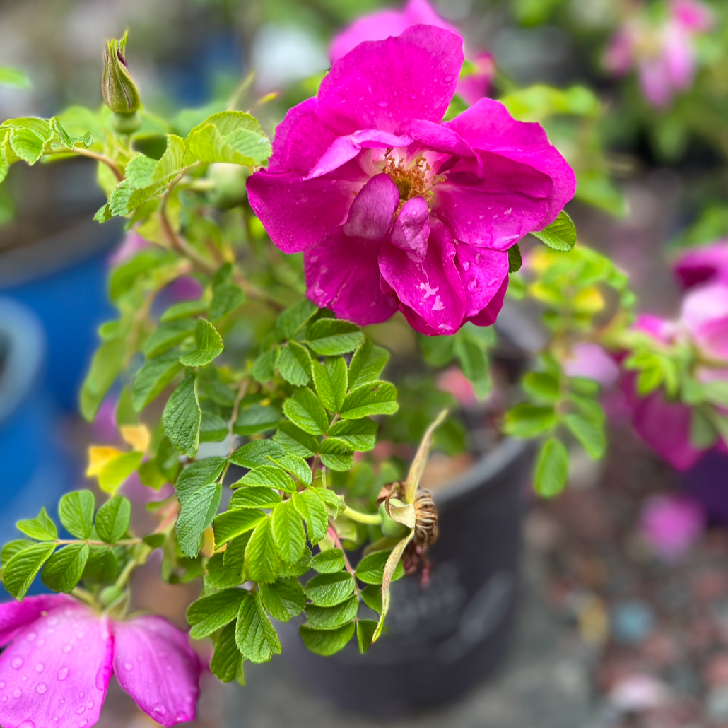 Lotty's Love Rose | Rosa rugosa