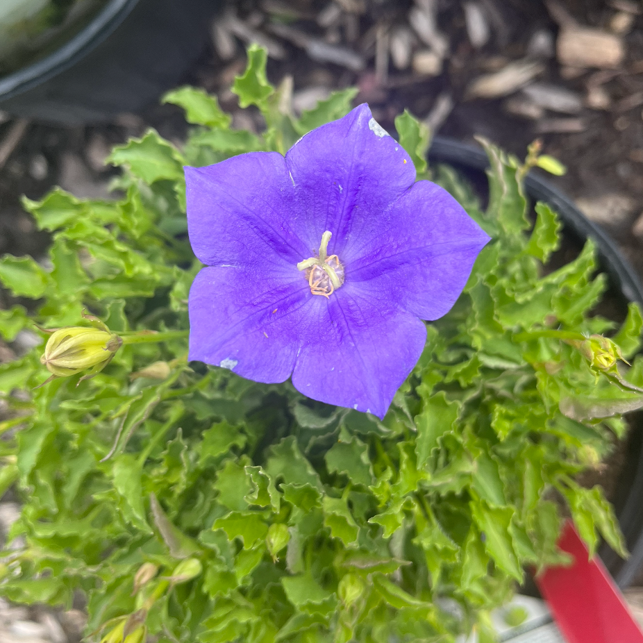 Rapido Blue Bellflower | Campanula carpatica