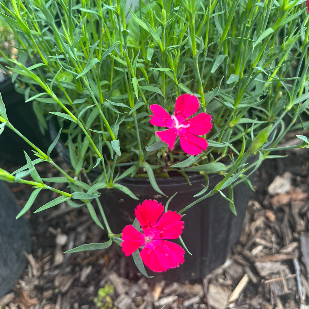 Zing Rose Dianthus