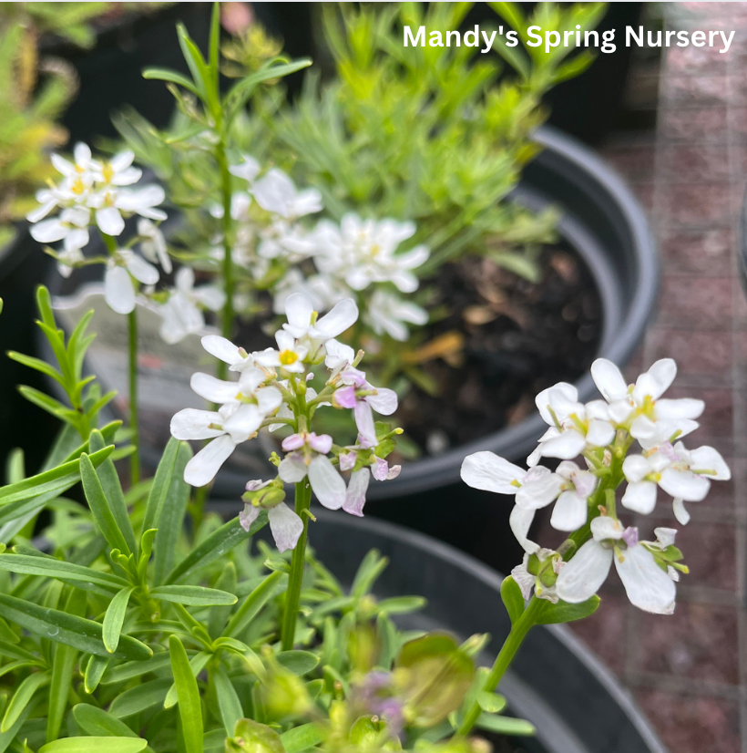 Snowflake Candytuft | Iberis sempervirens 'Snowflake'