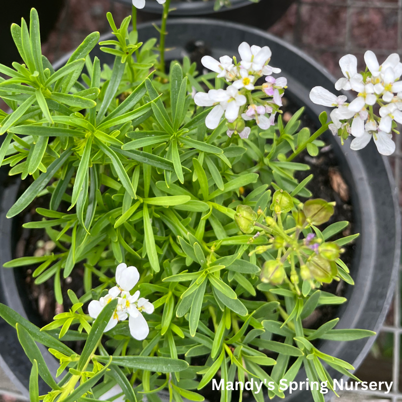 Snowflake Candytuft | Iberis sempervirens 'Snowflake'