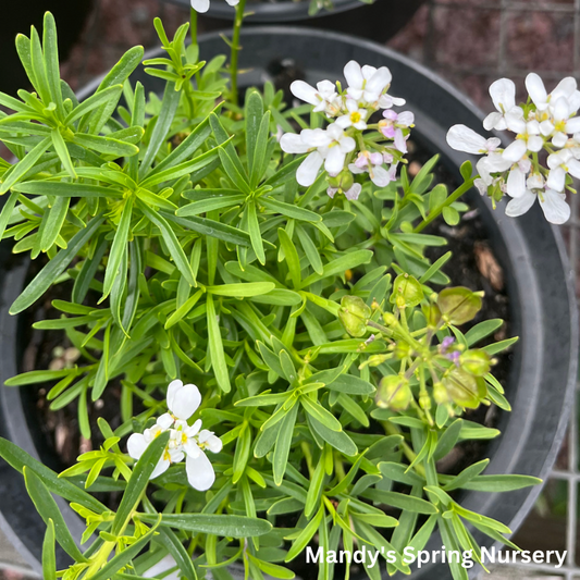 Snowflake Candytuft | Iberis sempervirens 'Snowflake'