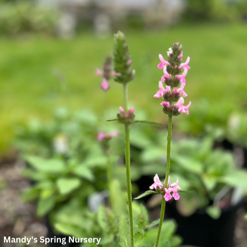 'Pink Cotton Candy' Lamb's Ear/Betony | Stachys officinalis