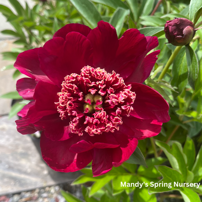 Nippon Beauty Garden Peony | Paeonia