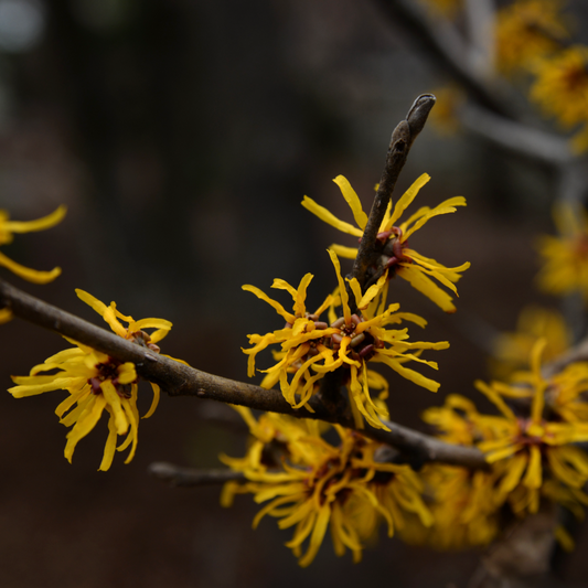 Witch Hazel | Hamamelis Vernalis