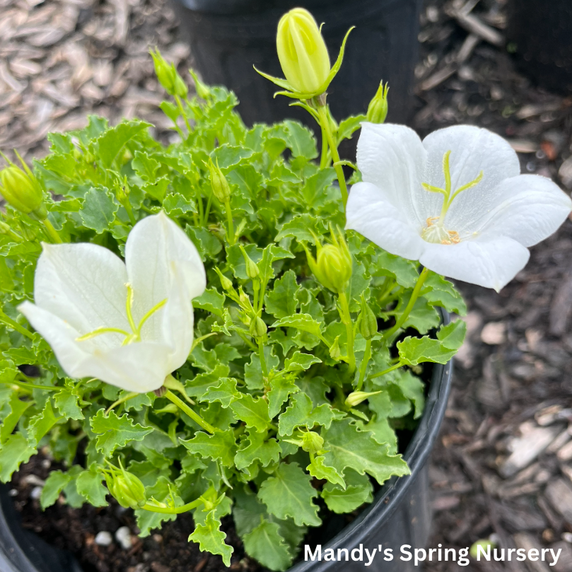 Sentimental White Balloon Flower | Platycodon grandiflorus