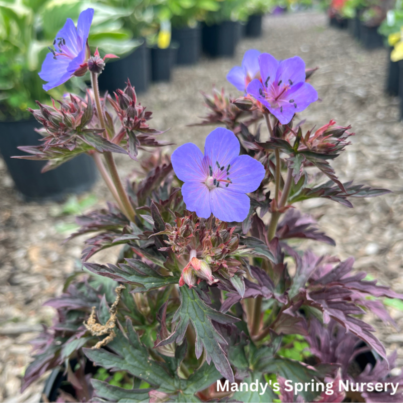 Dark Reiter Meadow Cranesbill Geranium | Geranium pratense