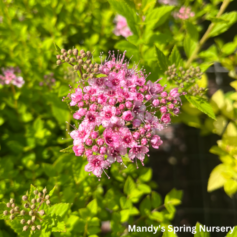 Little Princess Spirea | Spiraea japonica