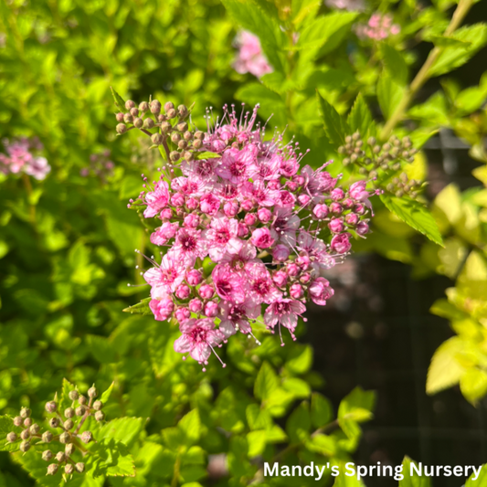 Little Princess Spirea | Spiraea japonica