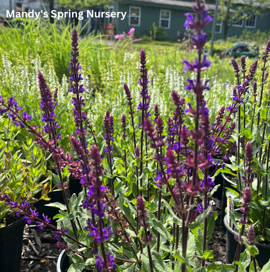 Caradonna Salvia | Salvia nemorosa