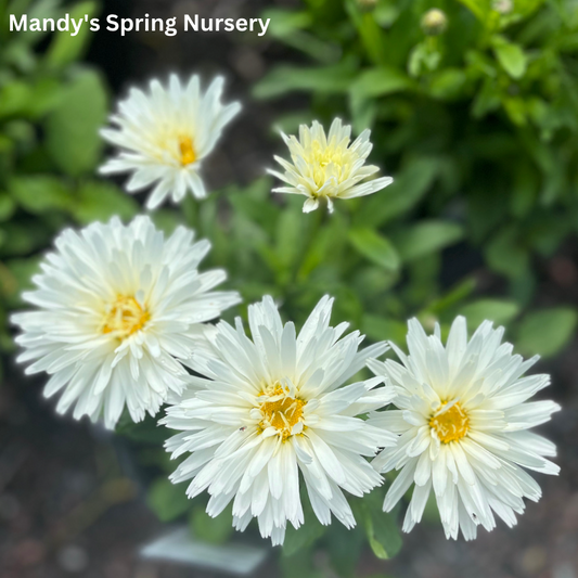 ‘Crazy Daisy’ Shasta Daisy | Leucanthemum x superbum 'Mt. Hood'