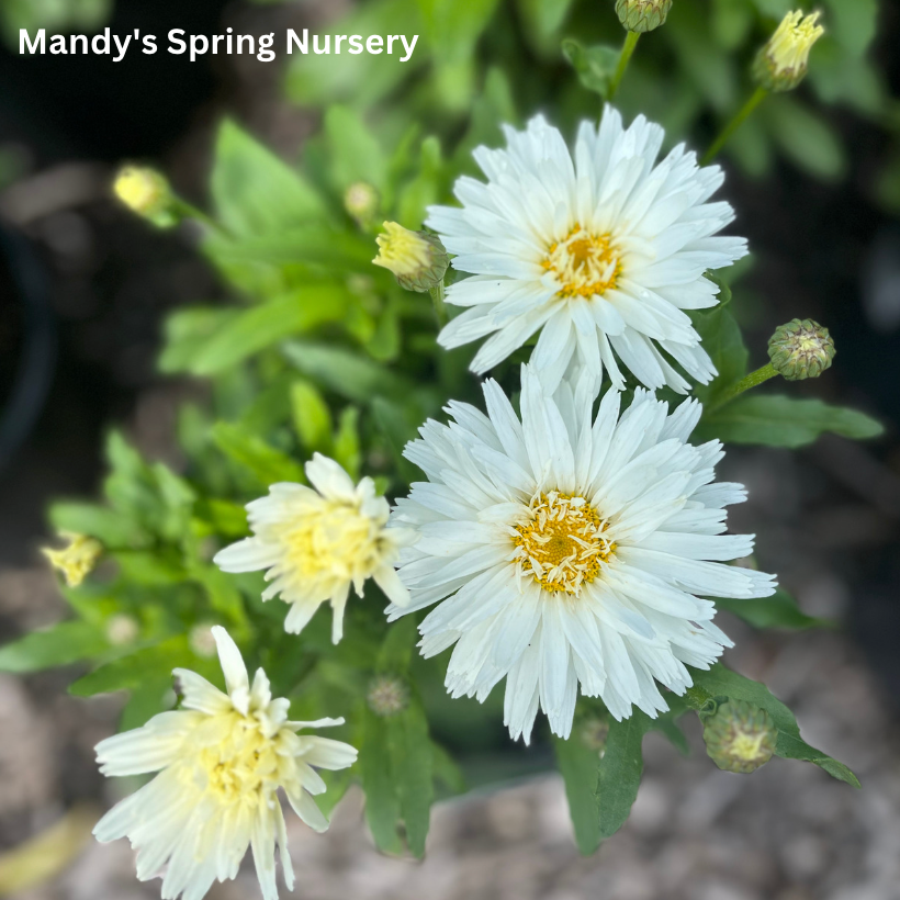 ‘Crazy Daisy’ Shasta Daisy | Leucanthemum x superbum 'Mt. Hood'