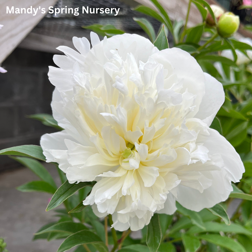 Duchesse de Nemours Peony | Paeonia lactiflora