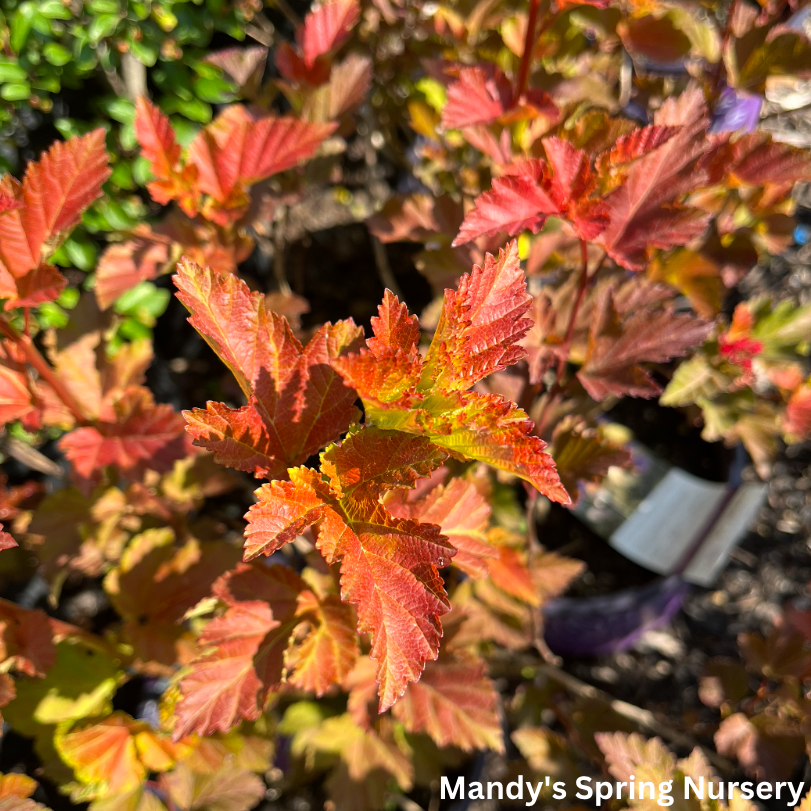 Amber Jubilee Ninebark | Physocarpus opulifolius