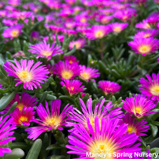 Delmara Pink Hardy Ice Plant | Delosperma cooperi