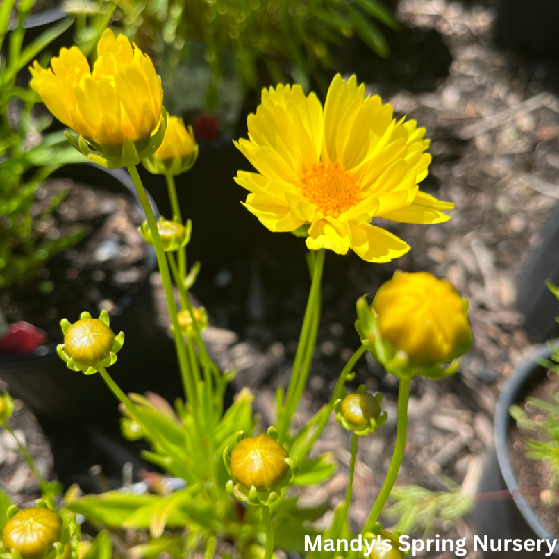 Leading Lady Sophia Tickseed |  Coreopsis