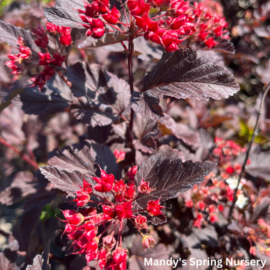 Diabolo Ninebark | Physocarpus opulifolius