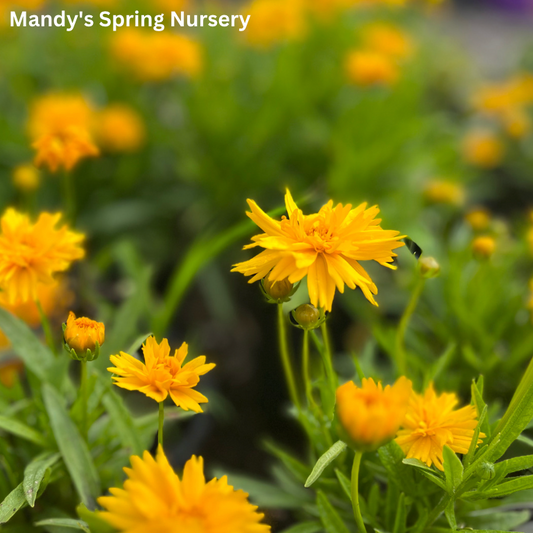 Double the Sun Tickseed | Coreopsis grandiflora