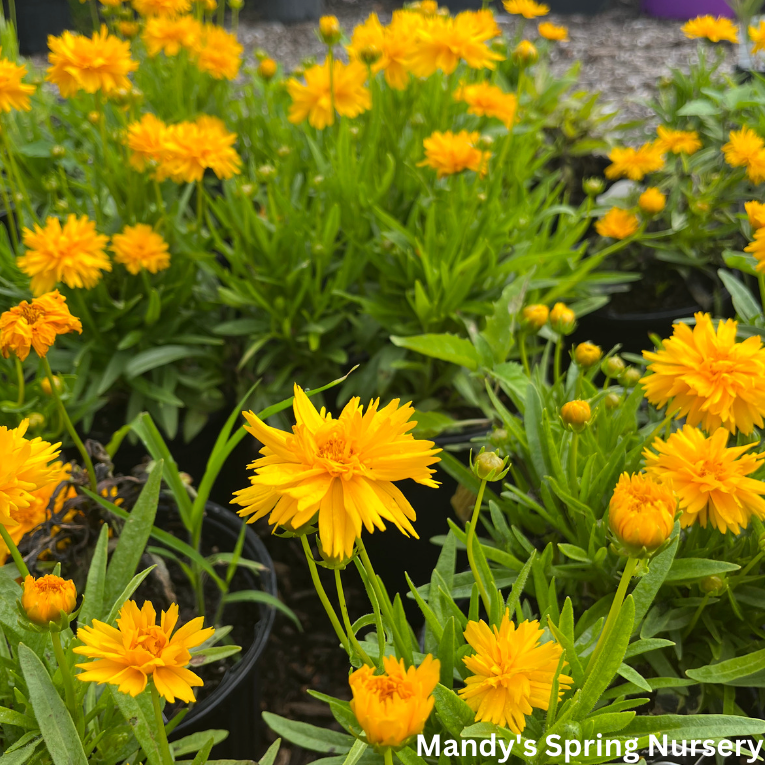 Double the Sun Tickseed | Coreopsis grandiflora