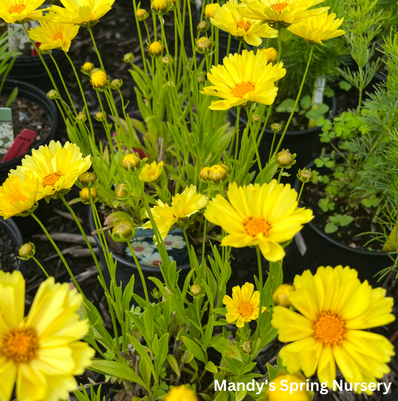 Leading Lady Sophia Tickseed |  Coreopsis